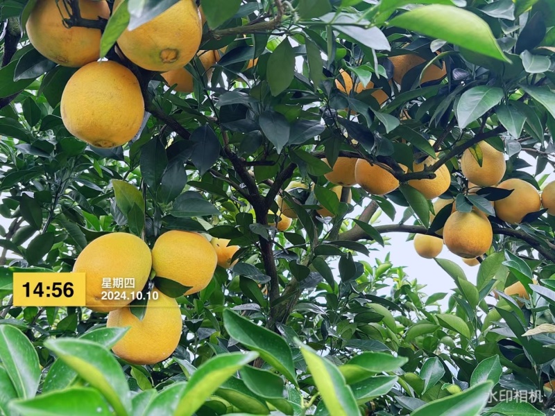 赣南信丰纽荷尔脐橙现摘现发货