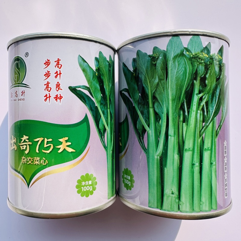 出奇65天菜心种子四季菜苔种子广东四九菜心种籽味甜油青翠