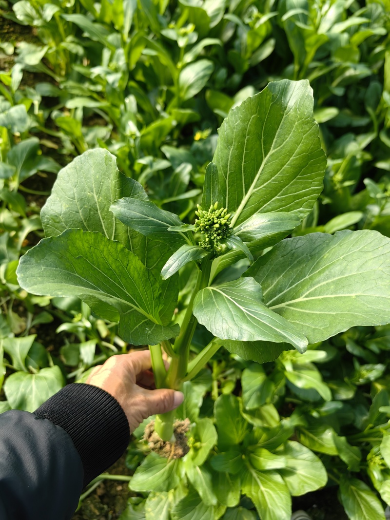 出奇65天菜心种子四季菜苔种子广东四九菜心种籽味甜油青翠