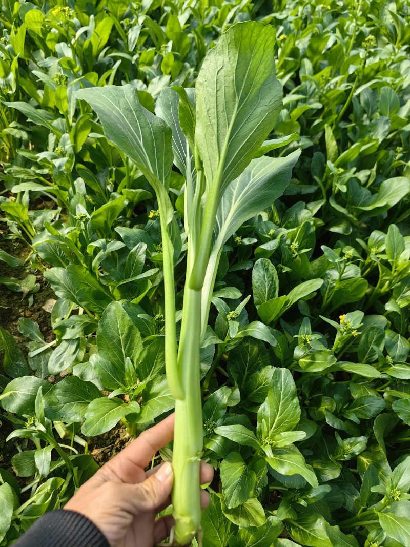 出奇65天菜心种子四季菜苔种子广东四九菜心种籽味甜油青翠
