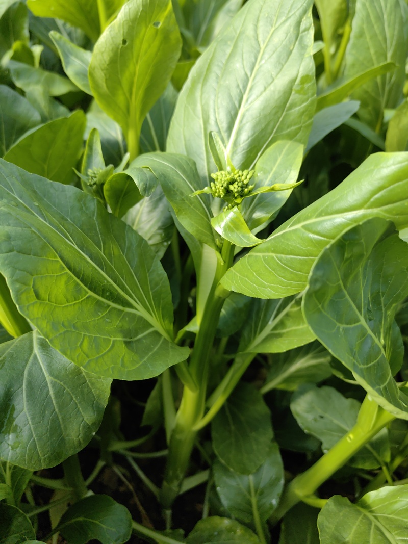 出奇65天菜心种子四季菜苔种子广东四九菜心种籽味甜油青翠