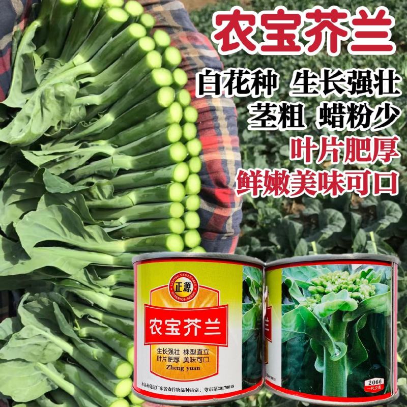 广东白花芥兰菜种子正源高产利宝芥兰种子蜡粉少耐热好吃抗病