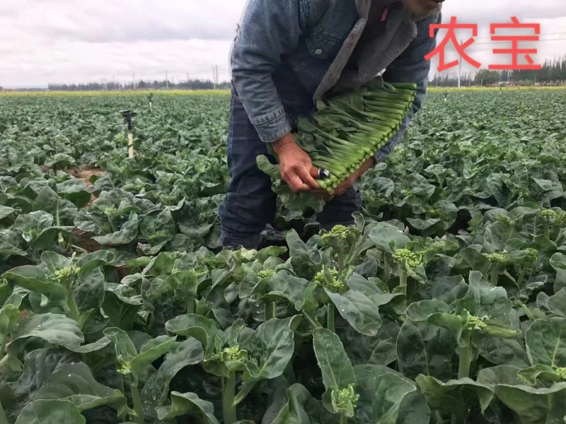 广东白花芥兰菜种子正源高产利宝芥兰种子蜡粉少耐热好吃抗病