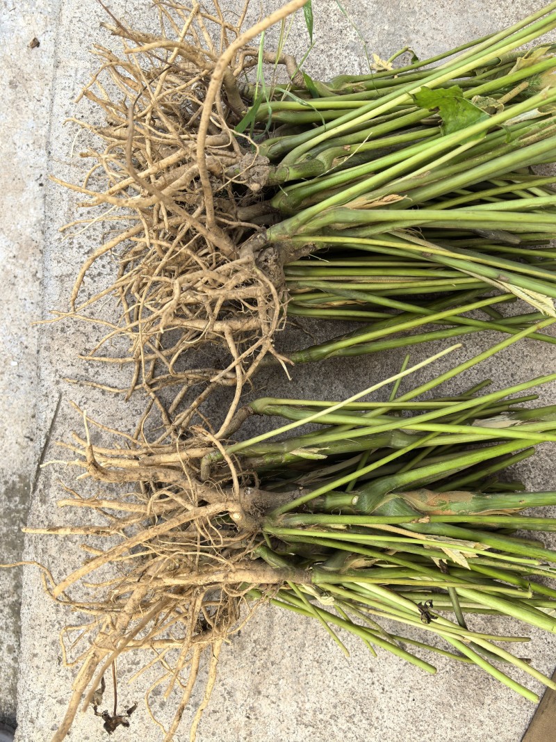 大通草苗通花根通芯草种苗现挖现发