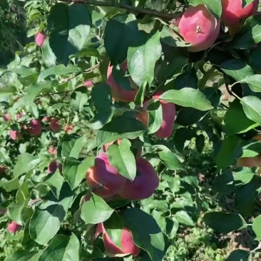 《牛奶果》东北稀有果类