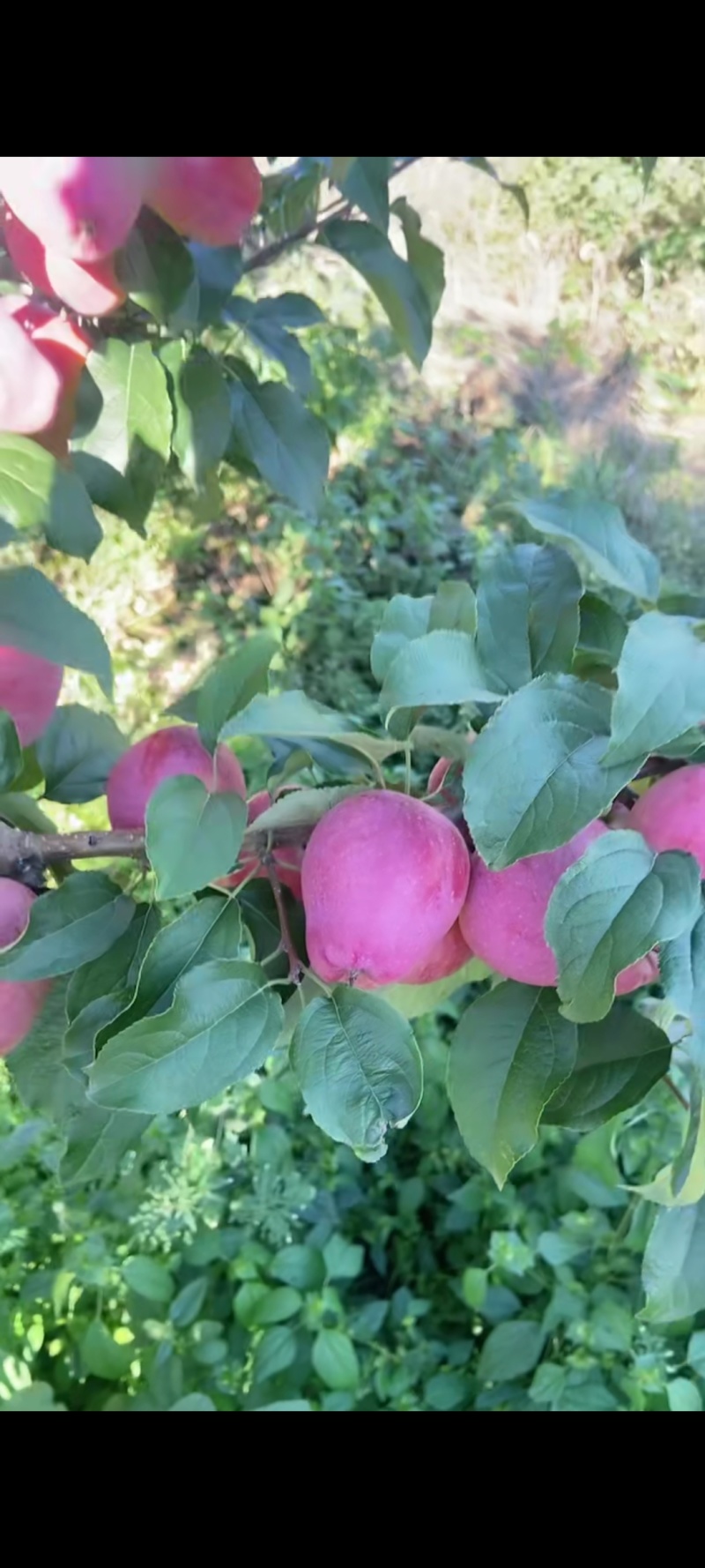 《牛奶果》东北稀有果类