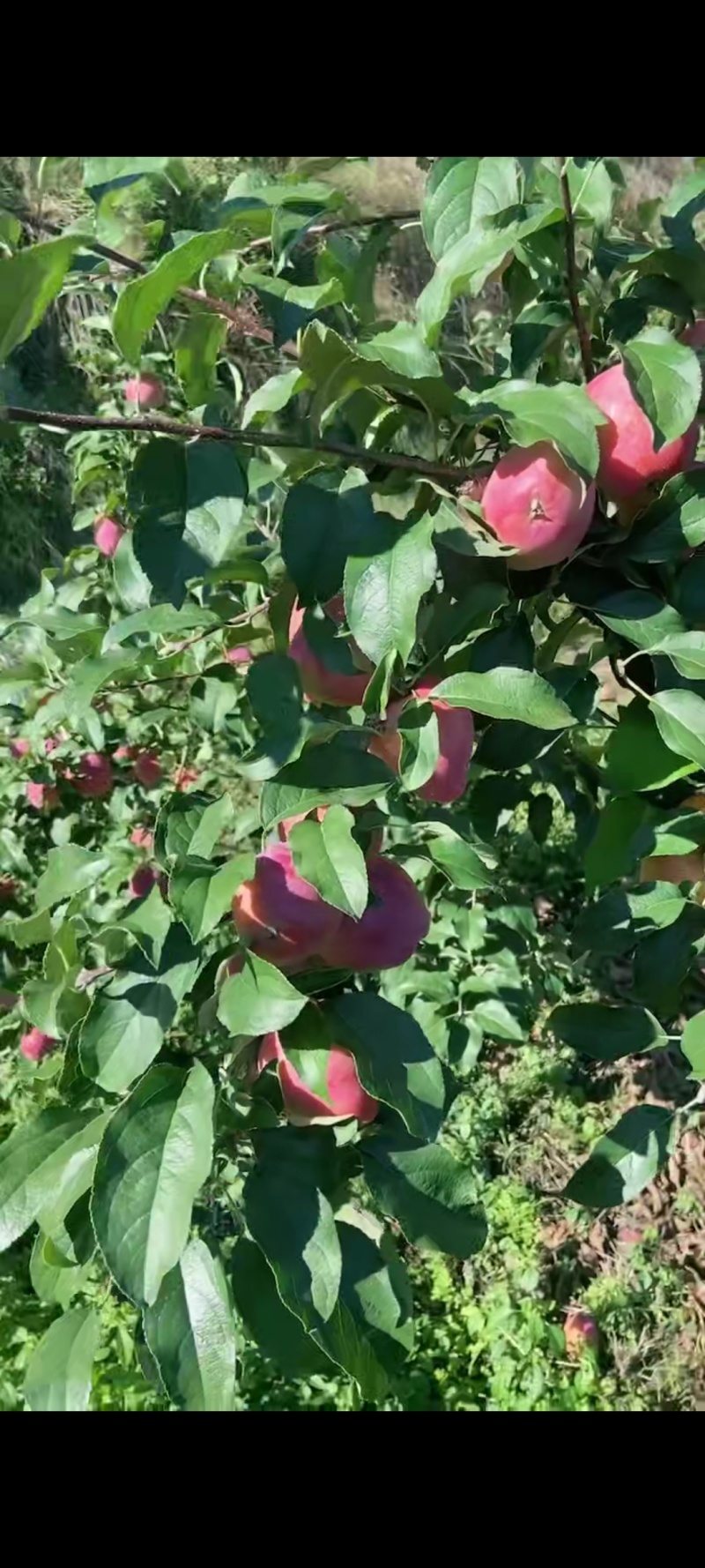 《牛奶果》东北稀有果类