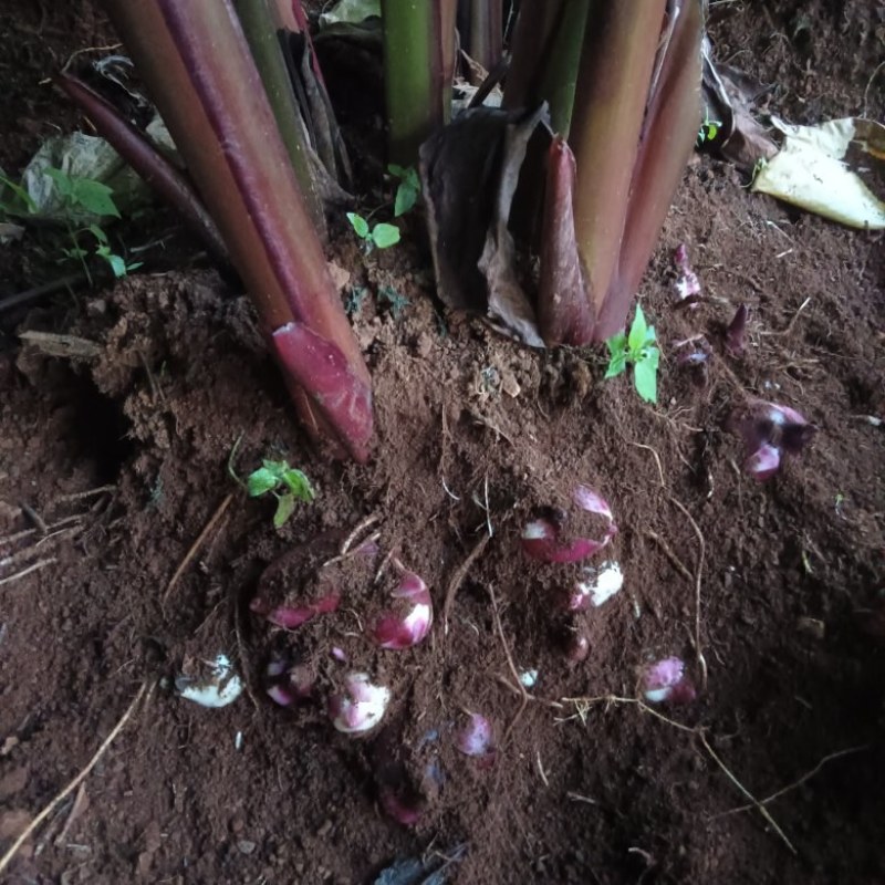 芭蕉芋