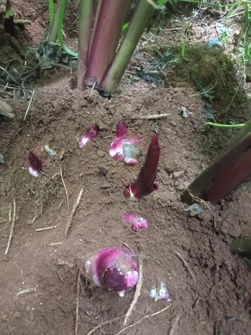 芭蕉芋