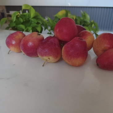 《糖心牛奶果》东北稀有果类果身自带扑鼻香吃起来有奶香味。