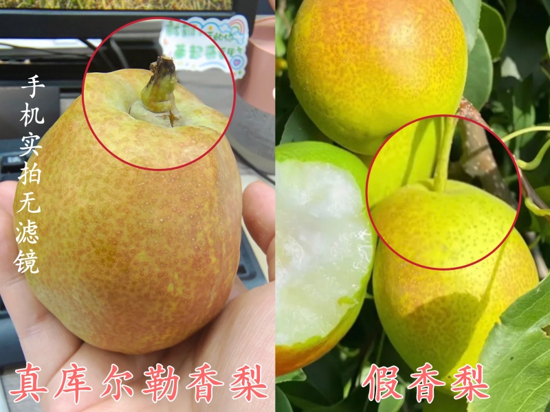 库尔勒香梨梨砀山梨水果批发自产自销