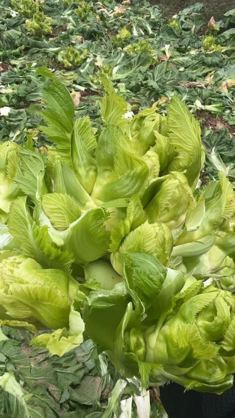 精品儿菜
