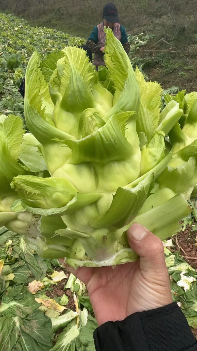 精品儿菜