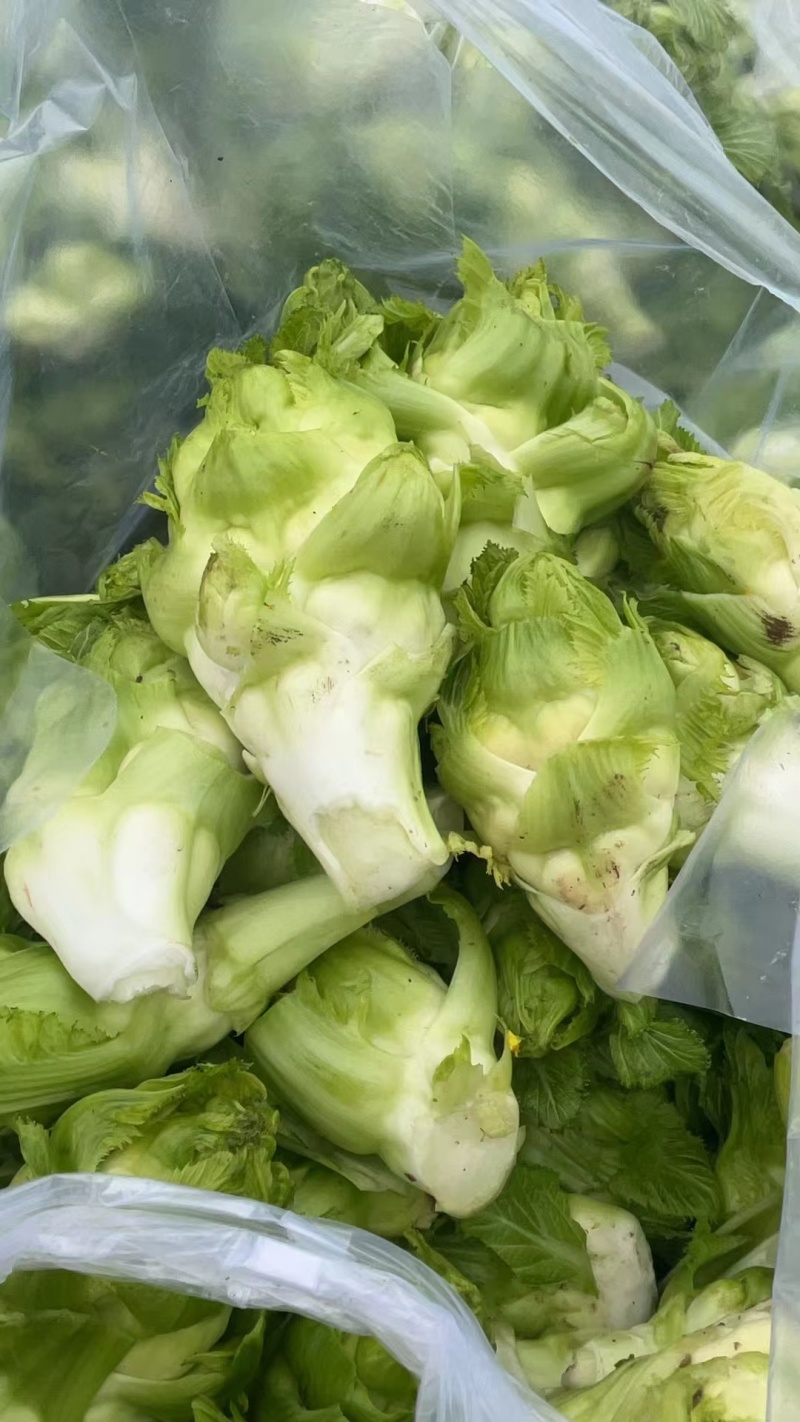 精品儿菜