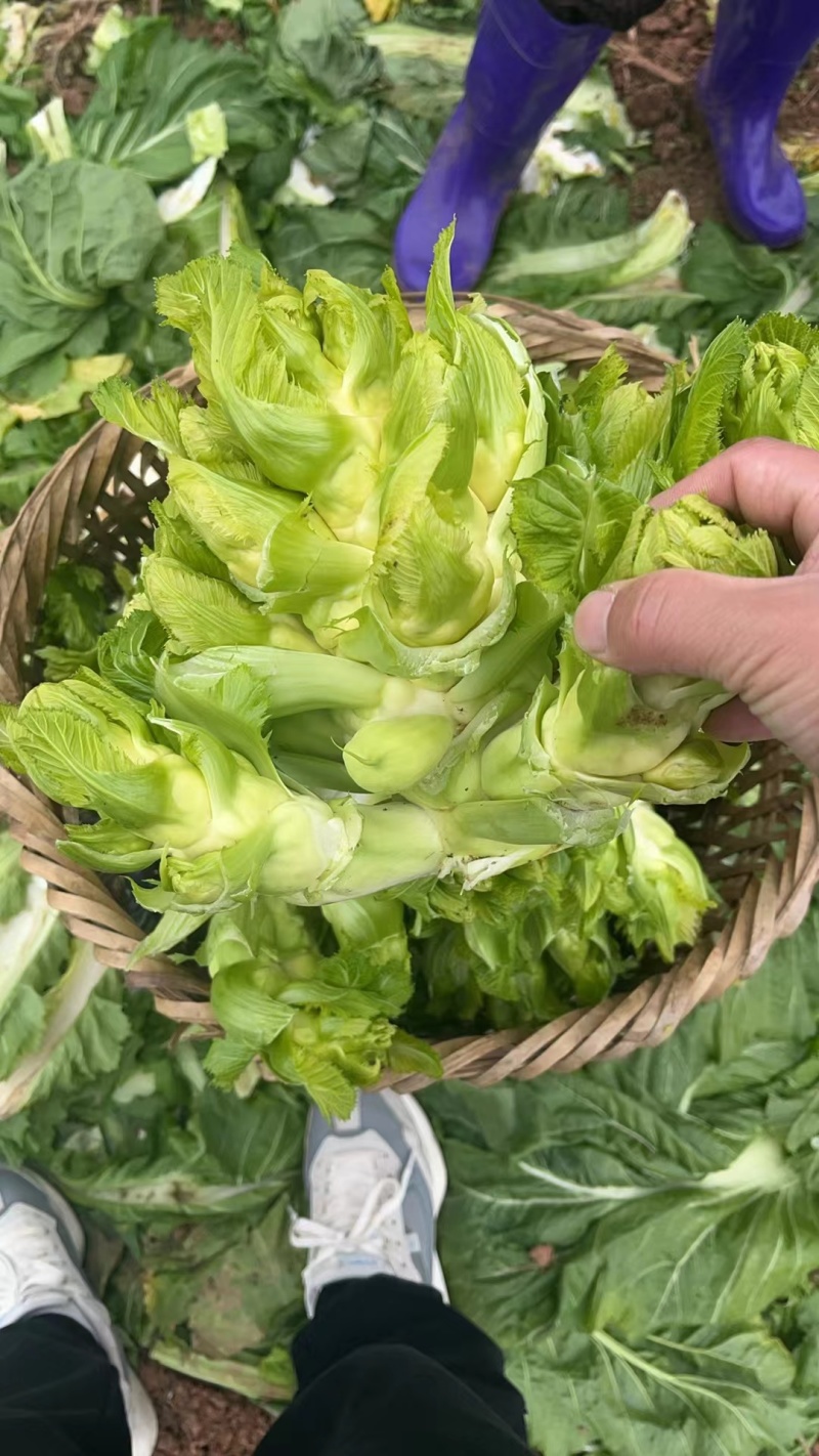 精品儿菜