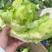 精品儿菜