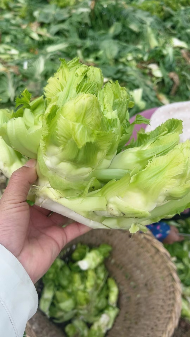精品儿菜