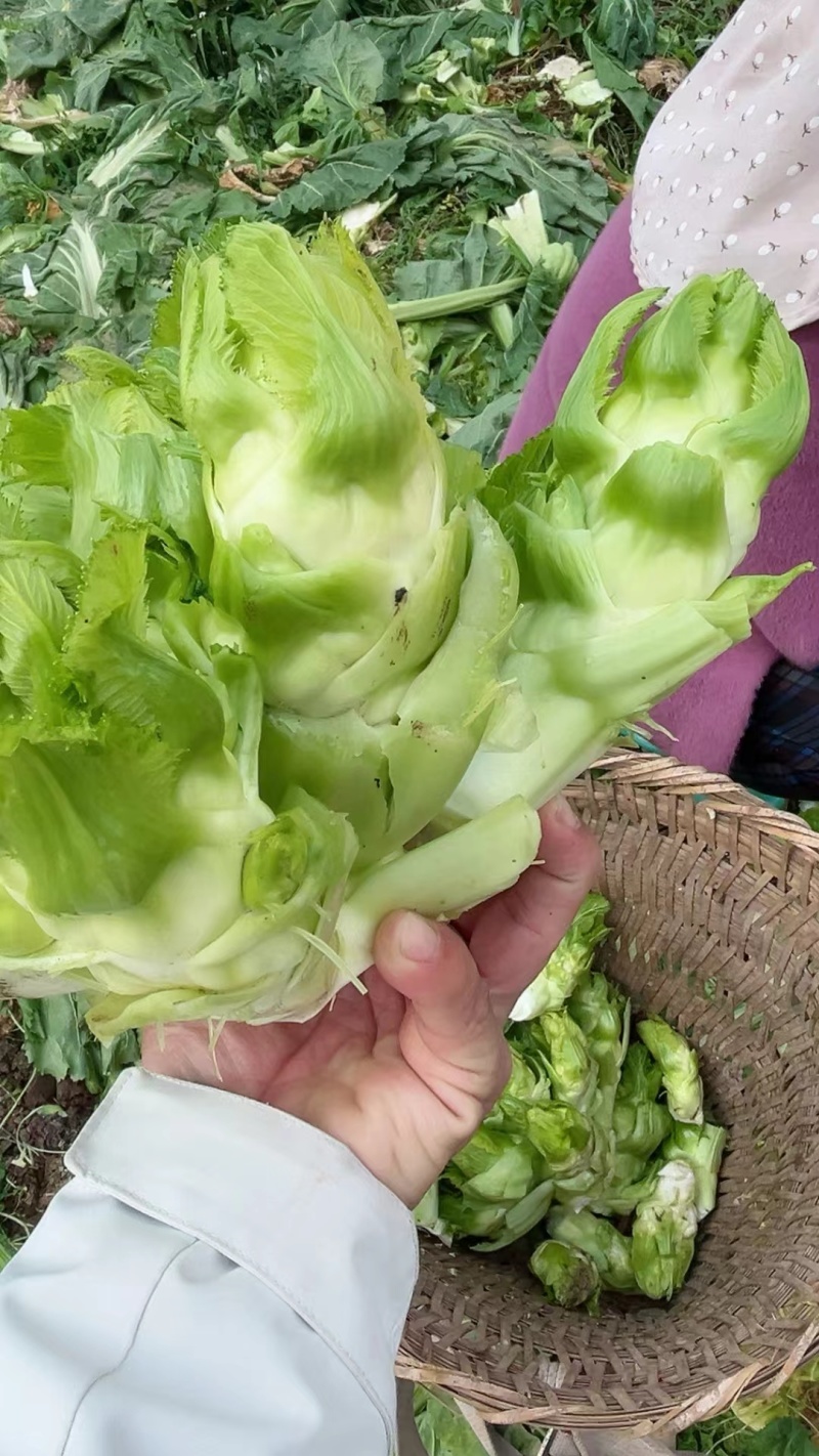 精品儿菜