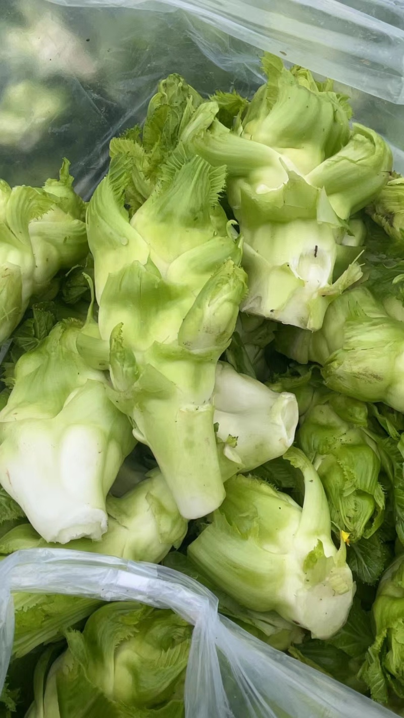精品儿菜