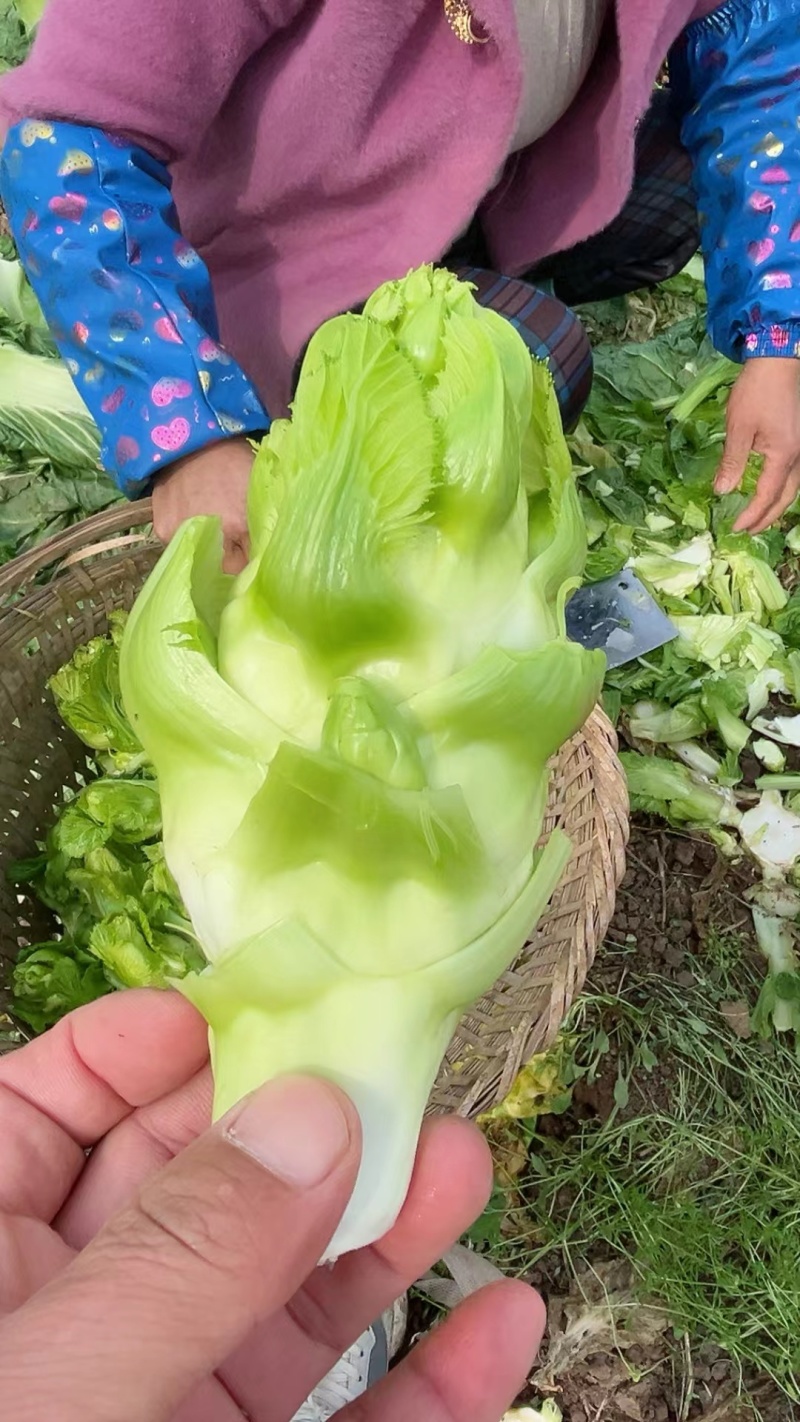 精品儿菜