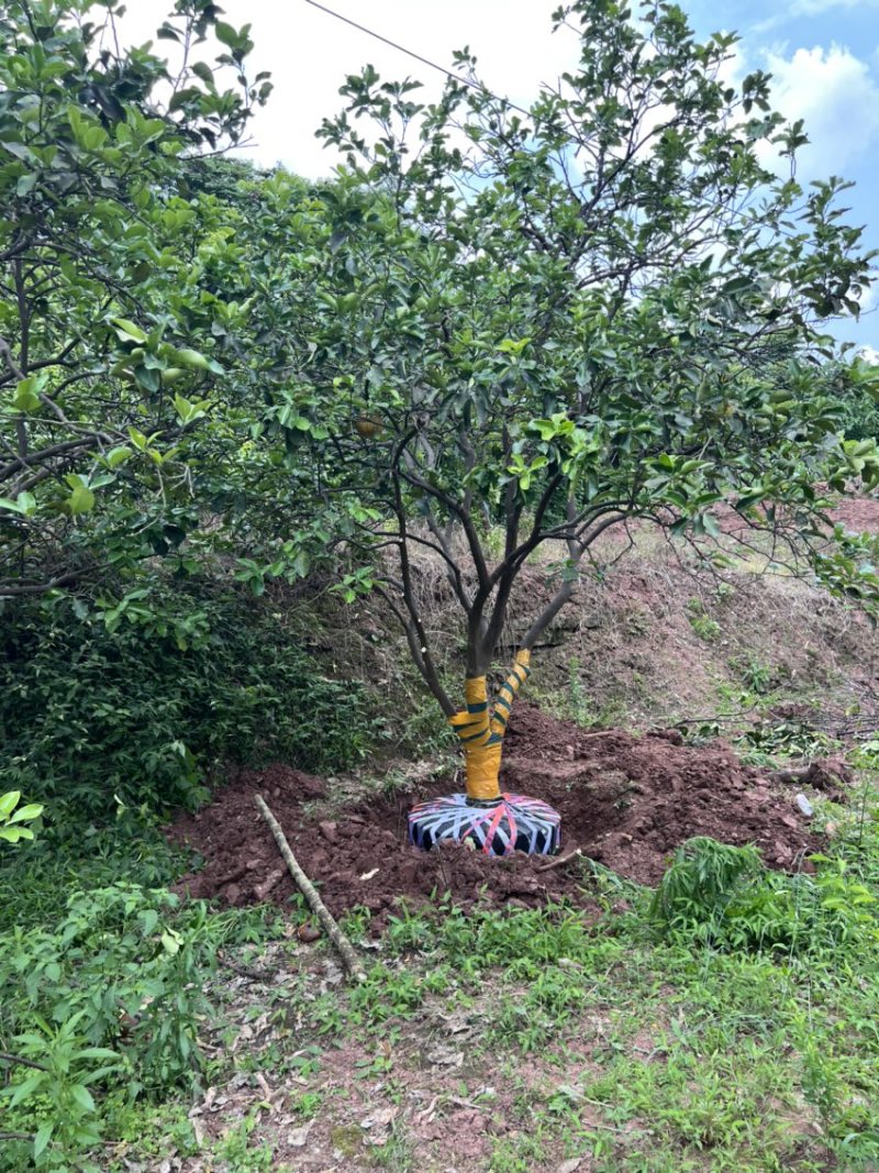 香泡树形优美全冠装车