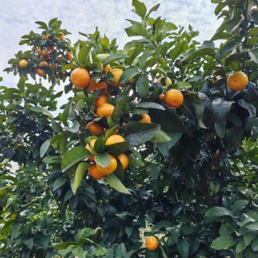 大量供蜜广，也叫棉桔