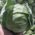 甘蓝，精品甘蓝，面包菜，健康、美味蔬菜大头菜