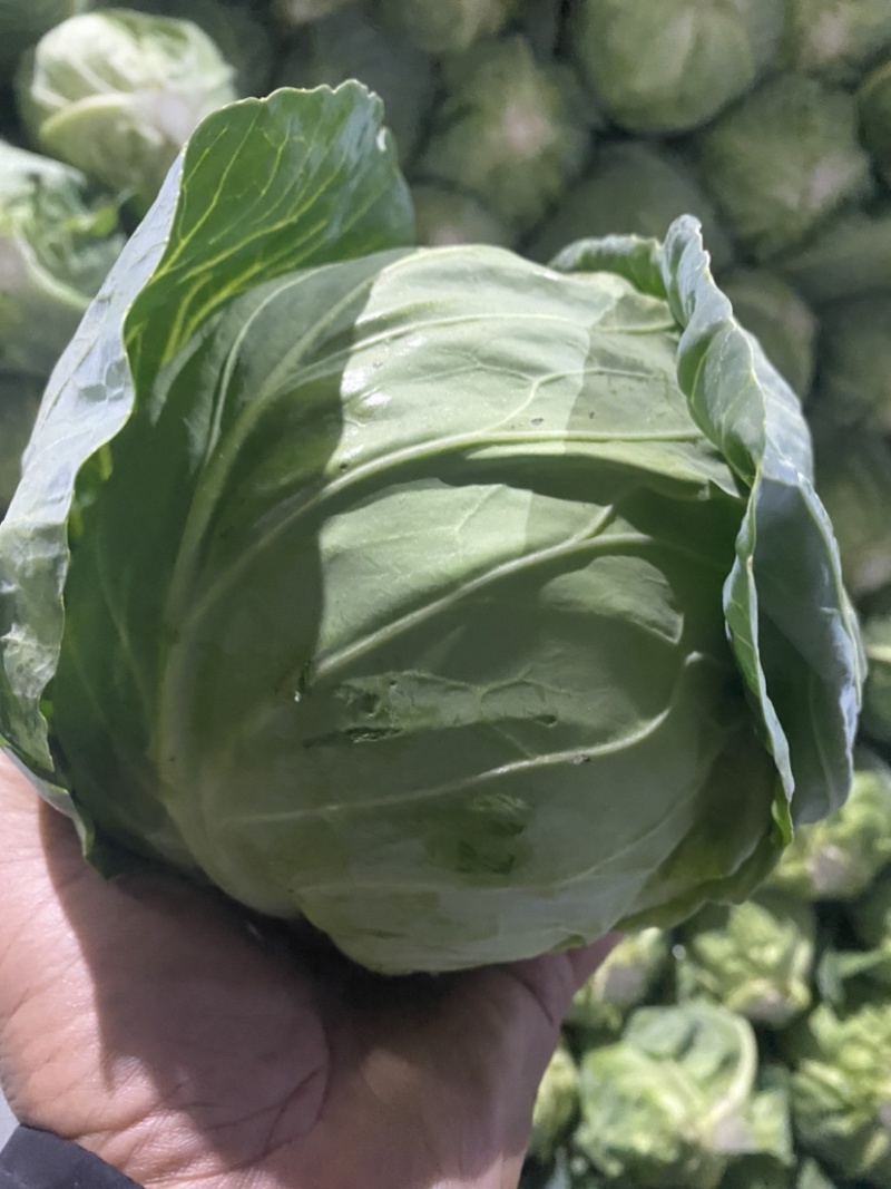 甘蓝，精品甘蓝，面包菜，健康、美味蔬菜大头菜