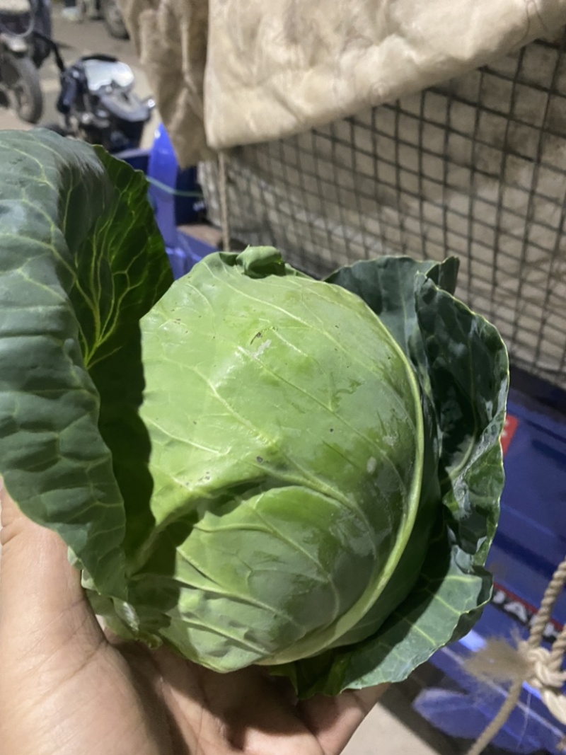 甘蓝，精品甘蓝，面包菜，健康、美味蔬菜大头菜