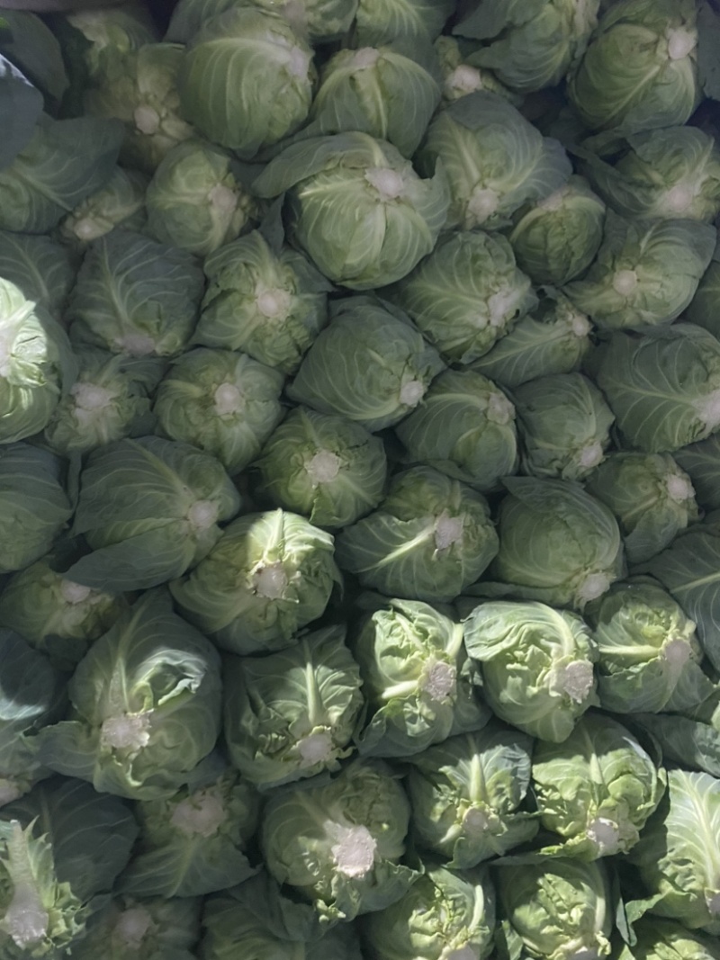 甘蓝，精品甘蓝，面包菜，健康、美味蔬菜大头菜