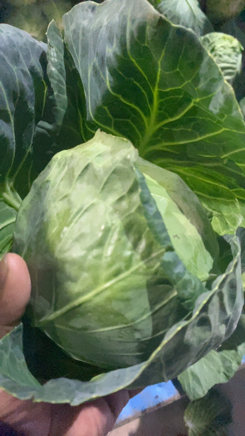 甘蓝，精品甘蓝，面包菜，健康、美味蔬菜大头菜