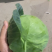 甘蓝，精品甘蓝，面包菜，健康、美味蔬菜大头菜