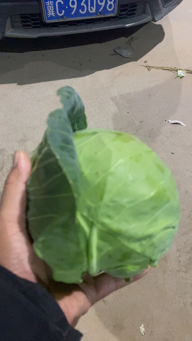甘蓝，精品甘蓝，面包菜，健康、美味蔬菜大头菜