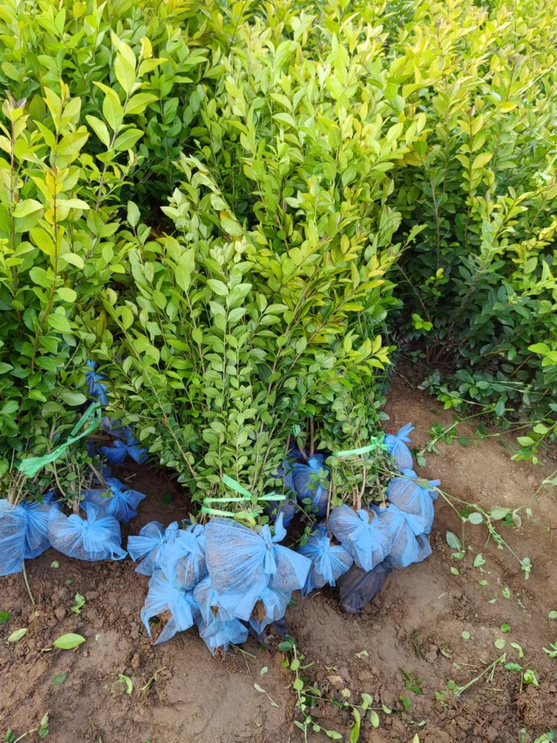 水蜡河北水蜡基地红叶水蜡金叶水蜡数量8800万棵批发价格