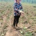 【香芋种子】产地直发包售后包成活成果软糯香甜