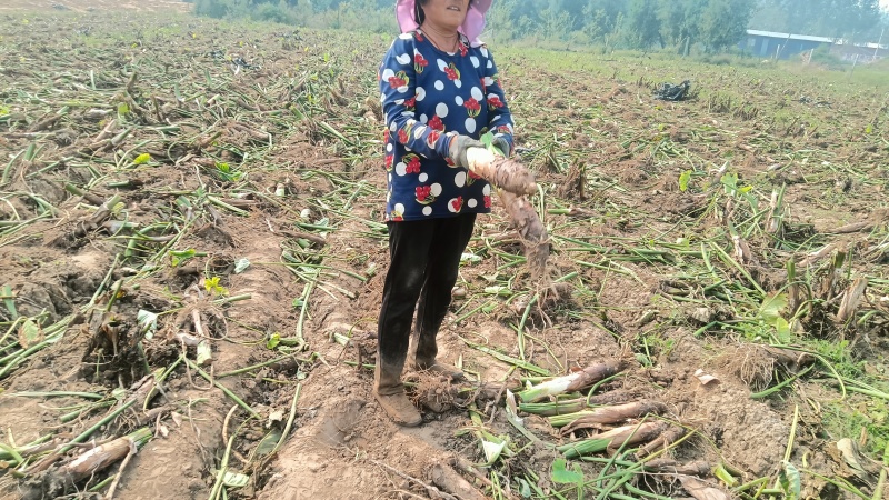 【香芋种子】产地直发包售后包成活成果软糯香甜