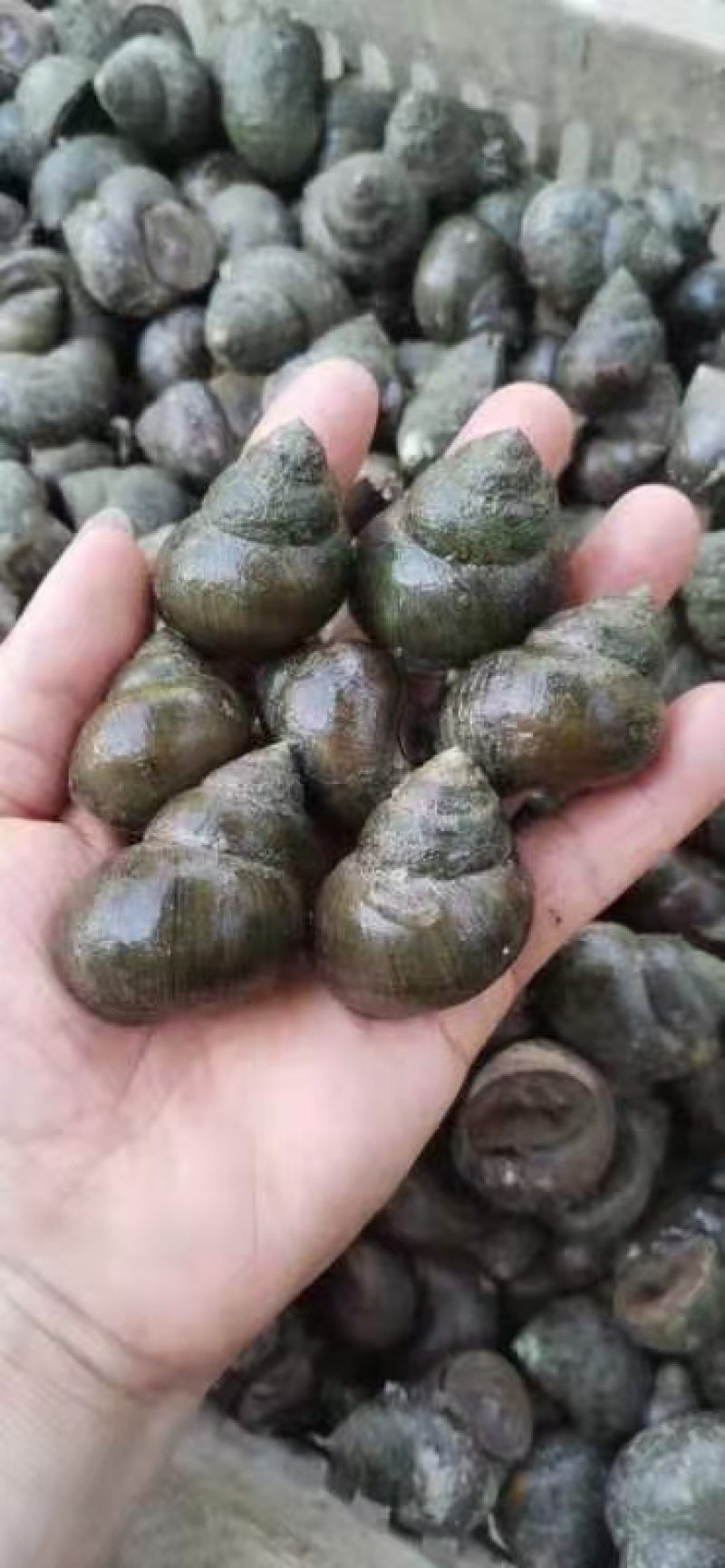 湖北中华圆田螺淡水田螺各种规格有货产地直供欢迎咨询