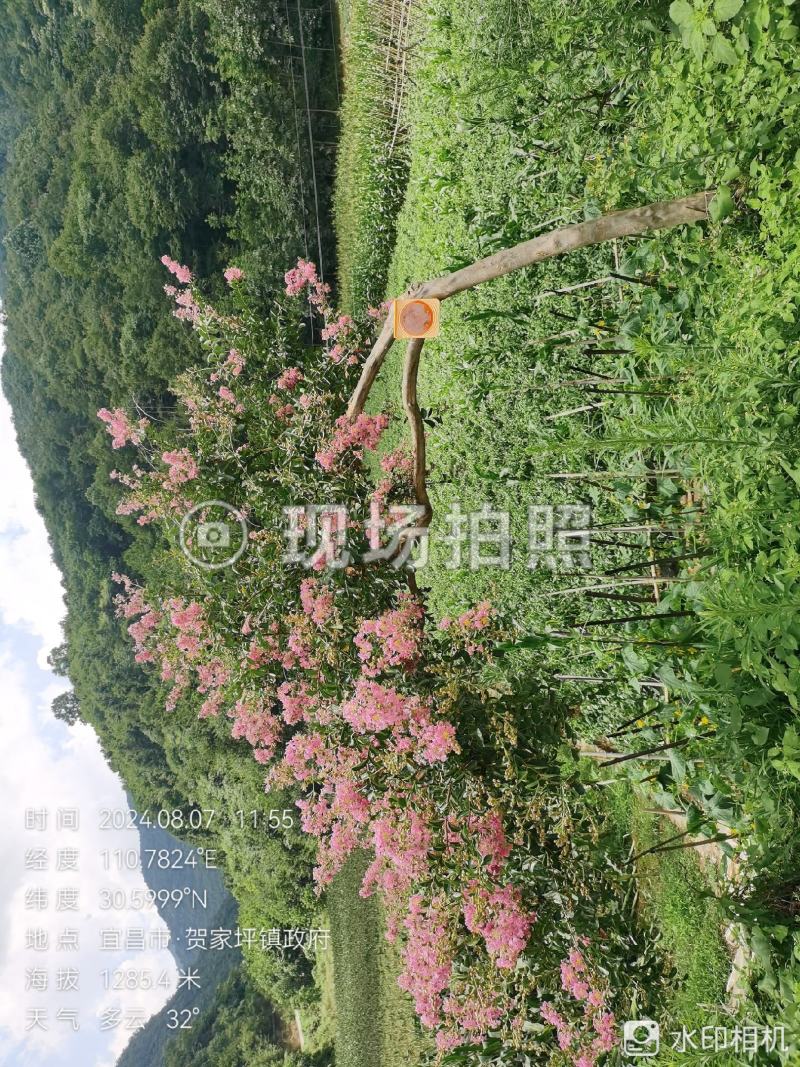 红花紫薇