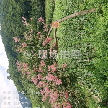 红花紫薇