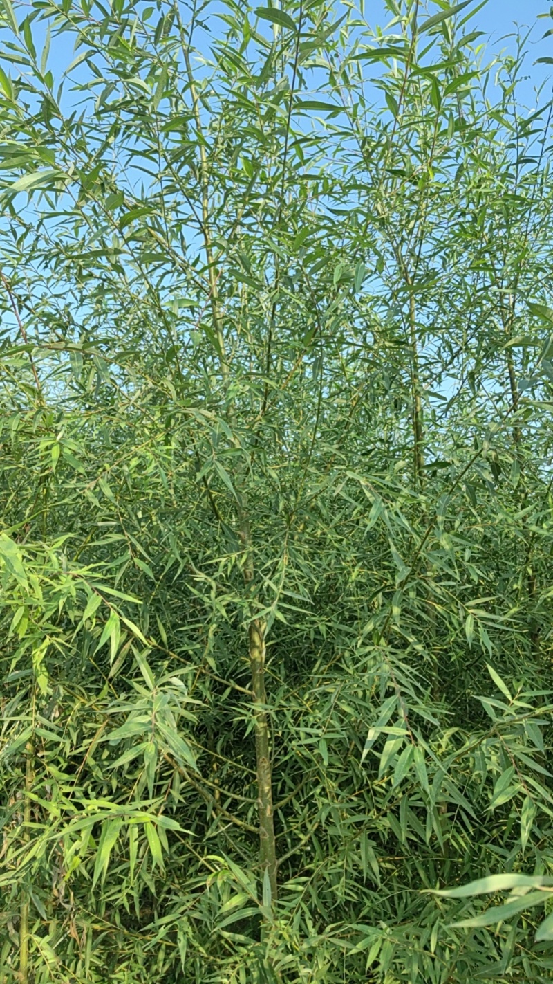 速生柳河北速生柳竹柳无絮柳金蝉柳各1500万棵