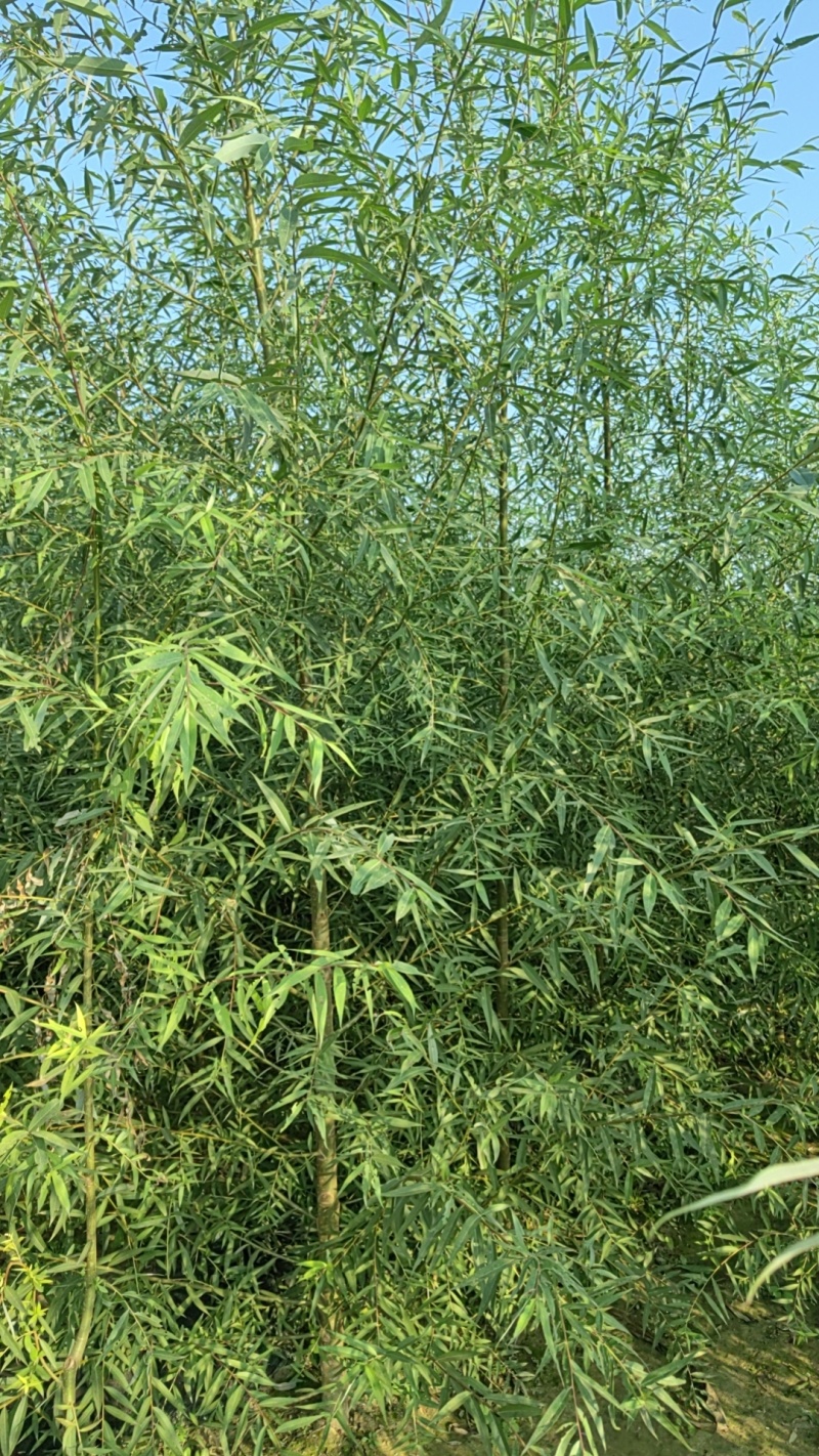 速生柳河北速生柳竹柳无絮柳金蝉柳各1500万棵