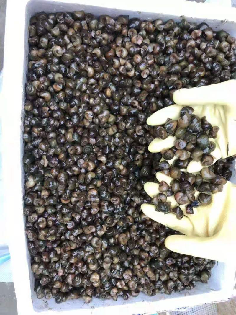 脆螺钓鱼螺钓青鱼钓场传供规格齐全欢迎咨询