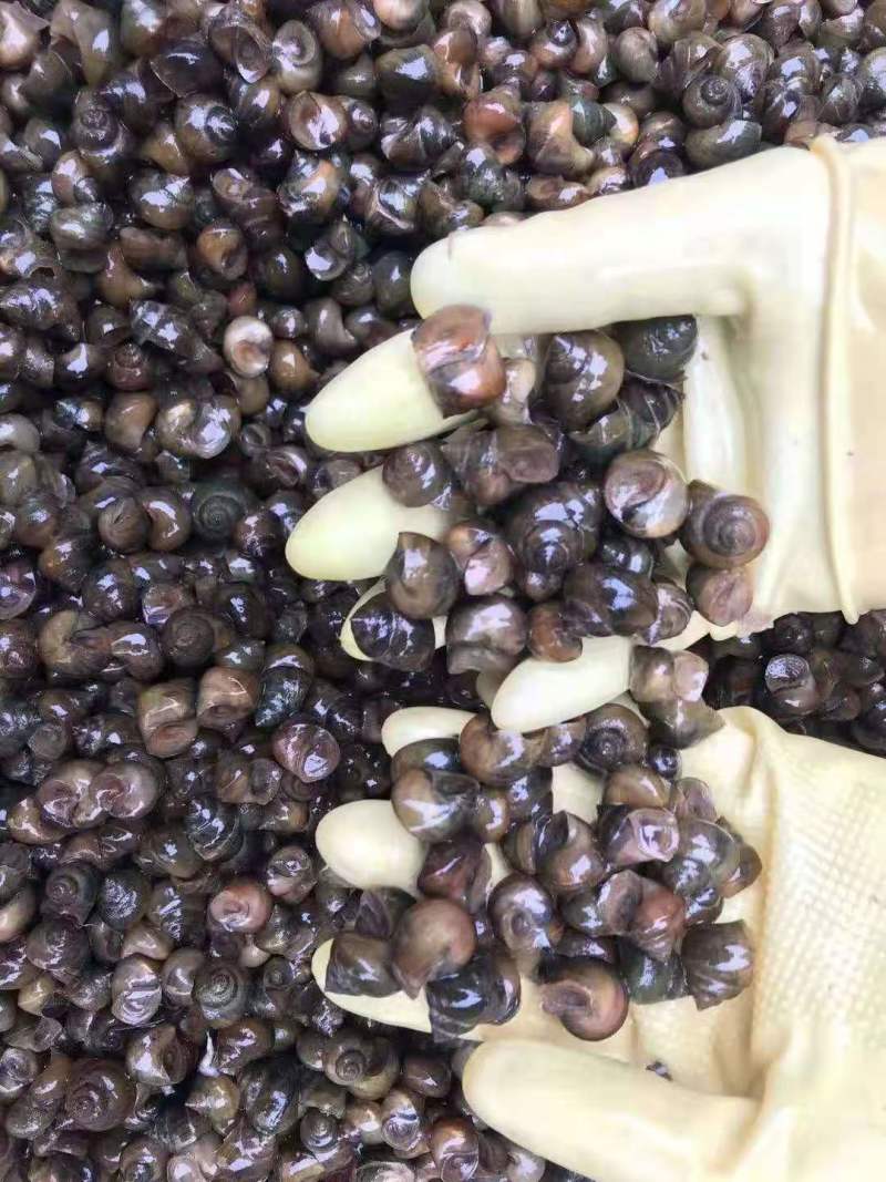 脆螺钓鱼螺钓青鱼钓场传供规格齐全欢迎咨询