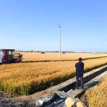 东北寒地水稻原产地，圆粒、长粒、稻花香、粘米、黑米，