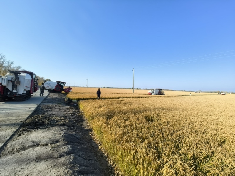 东北寒地水稻原产地，圆粒、长粒、稻花香、粘米、黑米，