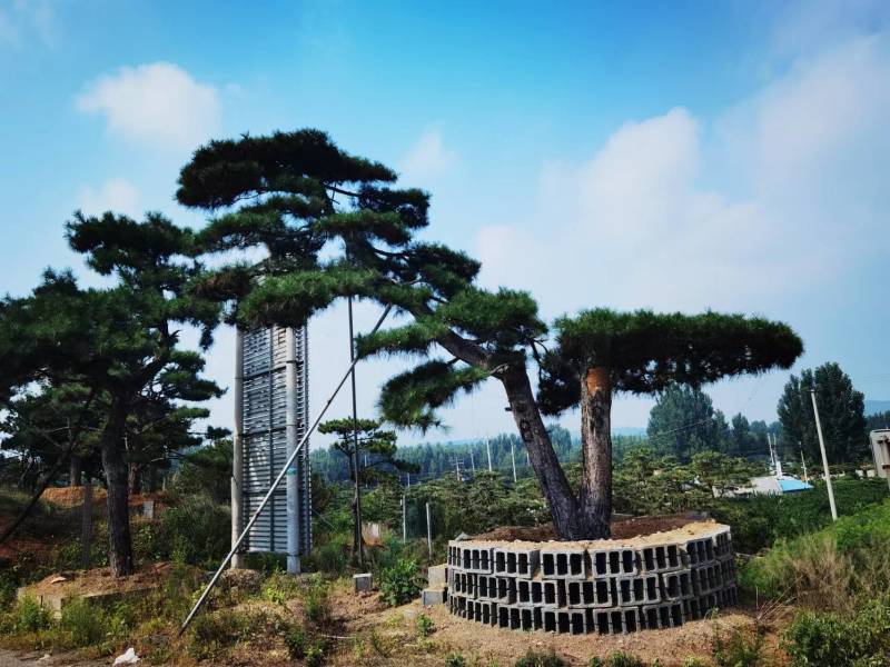 造型松，迎客松，景观松
