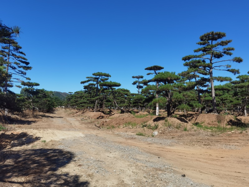 造型松，迎客松，景观松