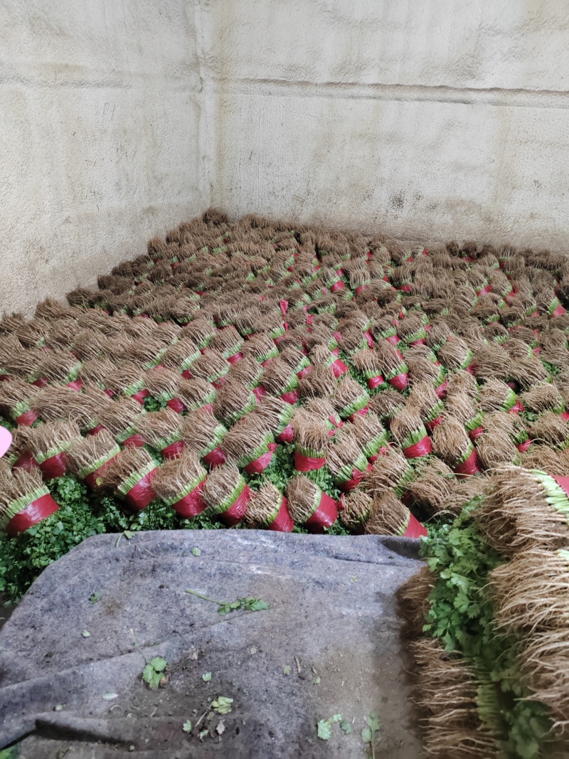 山东香菜大叶香菜产地一手货源实力代发全国商超