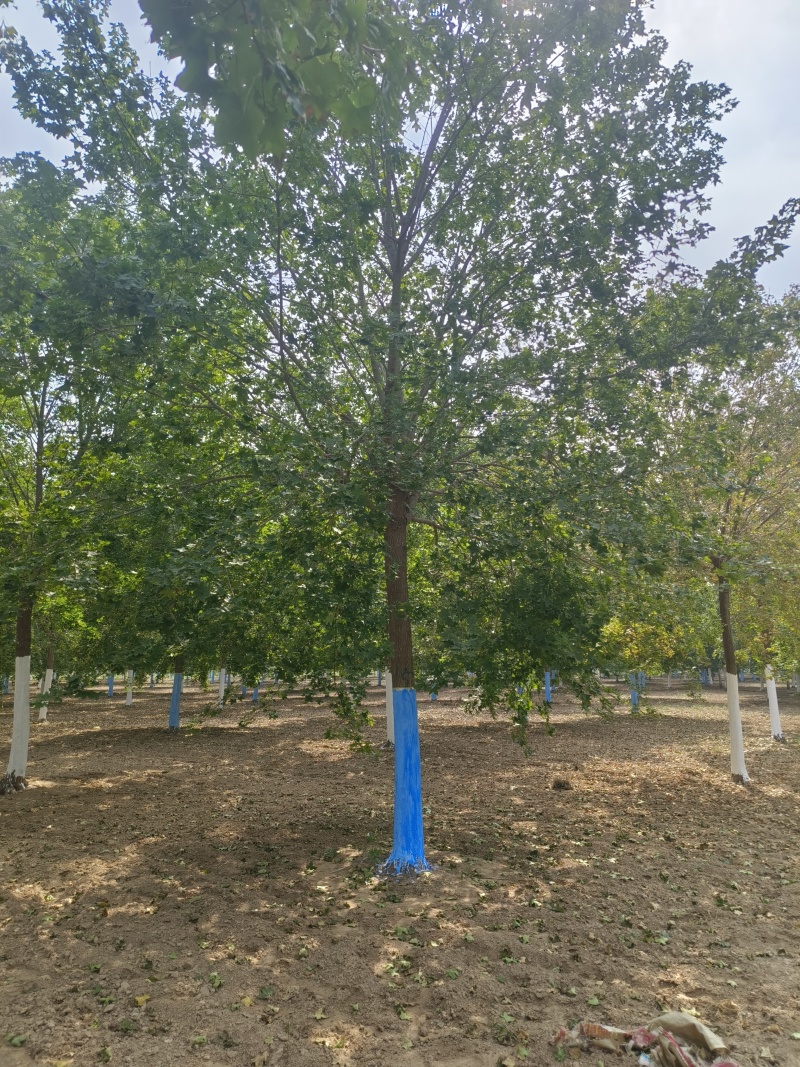 苗圃出售15/18公分五角枫，照片质量，价格优