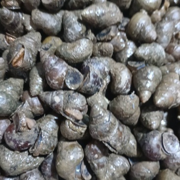 螺蛳一手货源存手工货无积压今发明到保证鲜活包直达费用